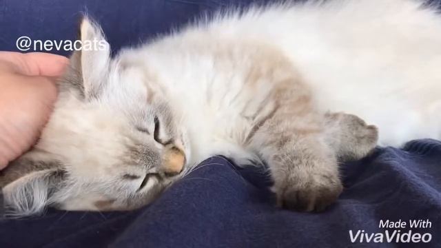 Temperament of nevacats. Темперамент неваков? смотреть онлайн