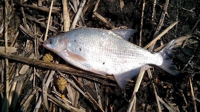 р. Аксай 27. 03. 21г. ЛЕЩ на пружину с пенопластом смотреть онлайн