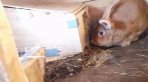 Кролики , калифорния +нзк