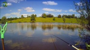 Ловля карпа и белого амура на опарыша. Ловля румынского карпа на опарыша
