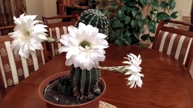 Кактус  ЭХИНОПСИС  цветет.  Кактусу  15 лет. НЕ МОГУ.