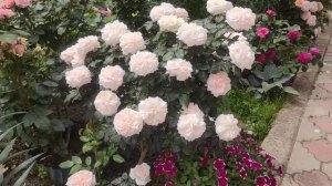 Роза "Гарден оф Роузес" (Garden of Roses) Кордес 2006