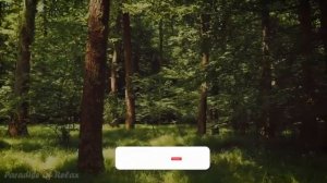 12 часов под музыку природы ? утренняя музыка, музыка для медитации, звуки птиц