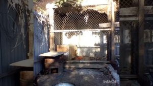 подготовка  к охоте.разведение диких уток. охота 2019