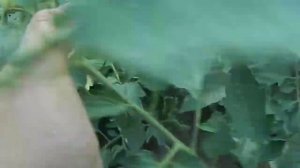 Томат Альбенга.