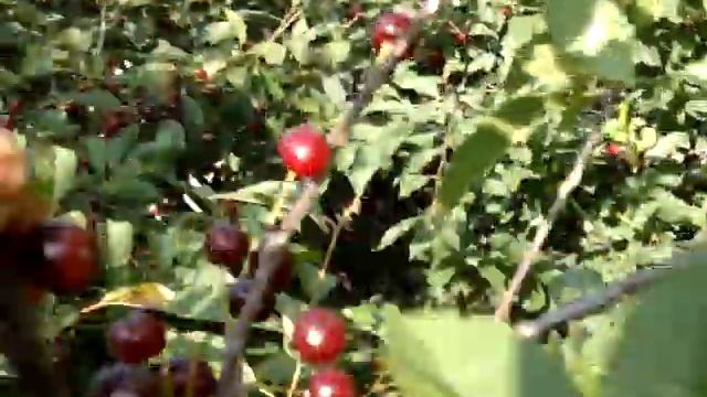 Лучшие сорта самой вкусной вишни смотреть онлайн