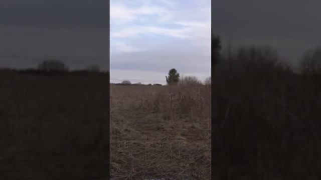 Охота с подсадными утками🦆.
