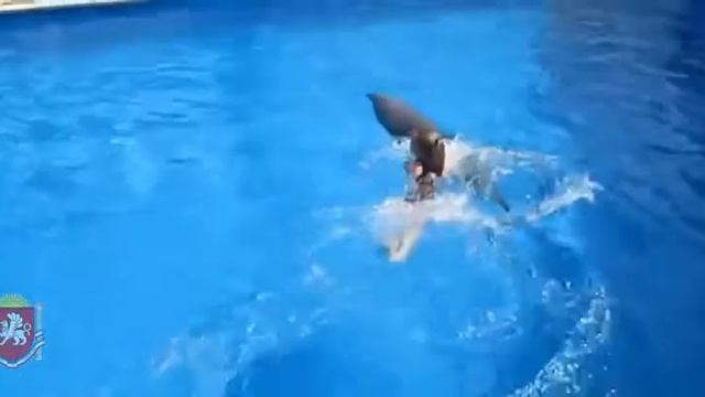 Дельфины с Детьми Дельфинарий в Ялте смотреть онлайн