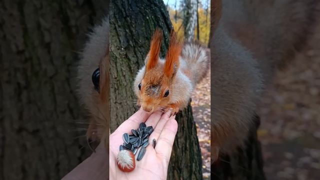 Упитанная белочка с загребущими лапками- A well-fed squirrel with raking paws