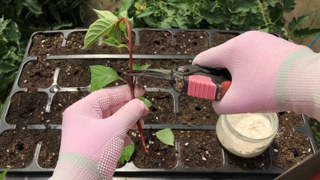 Черенкуем гортензию Ванила Фрайс зелёными черенками летом. смотреть онлайн