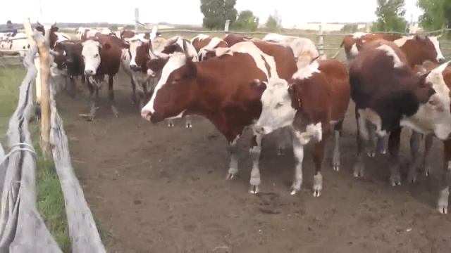 Ненужное за денником коров вытащили и Шарик строжится на коров. 02. 09. 2019 смотреть онлайн