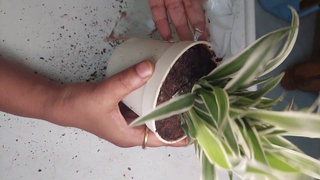 Unboxing spider plant from #ugaoo |Spider plant for just Rs 179
