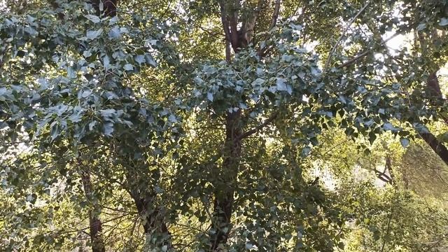 11 октября народный праздник ХАРИТОНОВ ДЕНЬ . ЧТО НЕЛЬЗЯ ДЕЛАТЬ... народные приметы и поверья