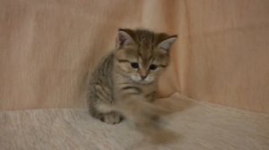 Кошечка тигрового окраса