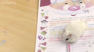 КАК НАПИСАТЬ ПИСЬМО ДЕДУ МОРОЗУ? / Алиса и ВСЕ ПИТОМЦЫ пишут письмо Деду Морозу / Alisa Easy Pets