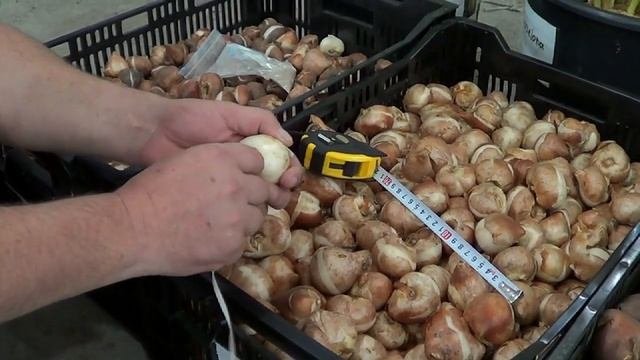 Луковицы тюльпанов. Как определить размер луковицы.
