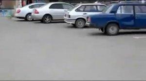 Кошки дерутся с собаками