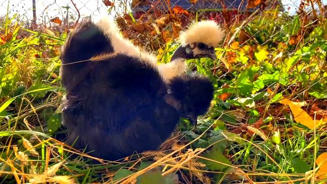 Вы будете в шоке. Как могут выглядеть китайские шёлковые голошейки. смотреть онлайн