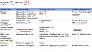 TNPSC - GENERAL SCIENCE - HUMAN DISEASES AND IMMUNE SYSTEM