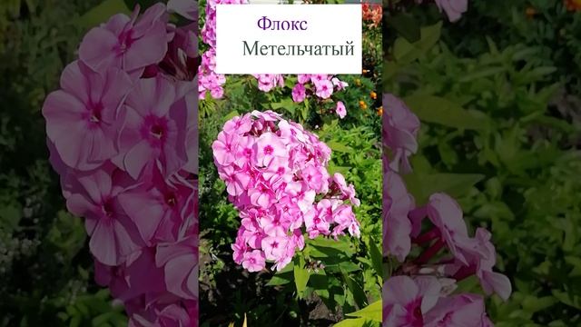 Флокс метельчатый розовый.?(Phlox paniculata)