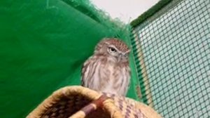 Домовый сыч \ Little owl