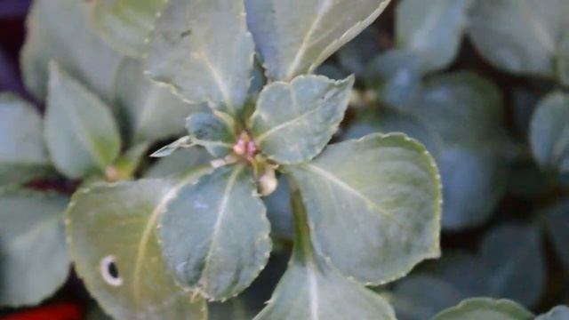 Паутинный клещ. Как узнать, что он поселился на растении? смотреть онлайн