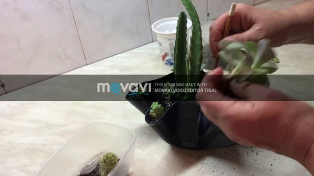 Вінілова платівка перетворюється на сучасний горщик для сукулентів
