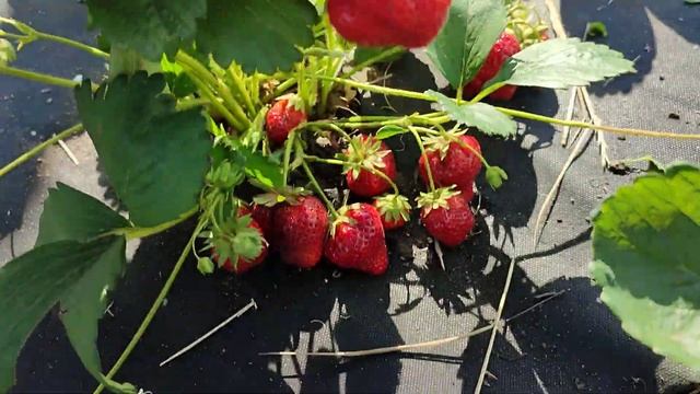Клубника #Сизоже - этот сорт должен быть у каждого садовода!