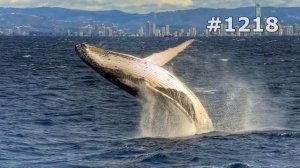 #1218. Киты и кашалоты (В мире животных)