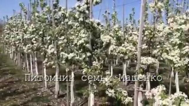 Груша Конкорд - питомник Маценко смотреть онлайн