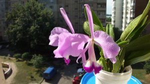 Цветущие орхидеи каттлея Варнери