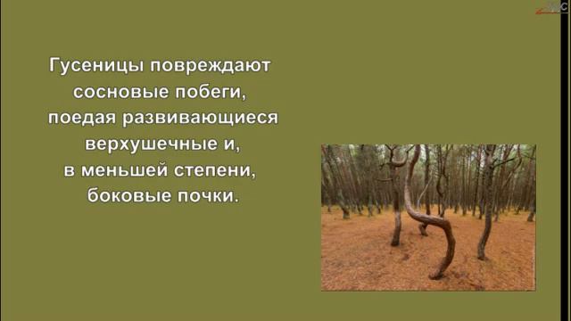 Национальный парк "КУРШСКАЯ КОСА" смотреть онлайн