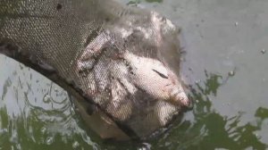 Рибалка на ляща та карася або як ловити ляща ,  рибалка в Україні .