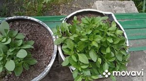 Доделываю клумбу и небольшой обзорчик цветов