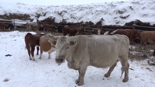 Болтология на тему кастрации, случай из жизни. смотреть онлайн