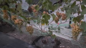 Полив винограда при созревании ягоды