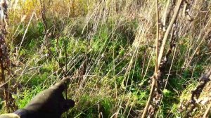 Апилифт для кипячения рамок Анонс Посылка из Лос Анджелеса