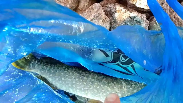 Карловка Рыбалка на Щуку 2021 смотреть онлайн