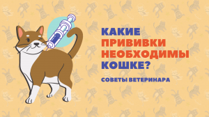 Какие прививки делать кошке? Разбираемся с ветеринаром.