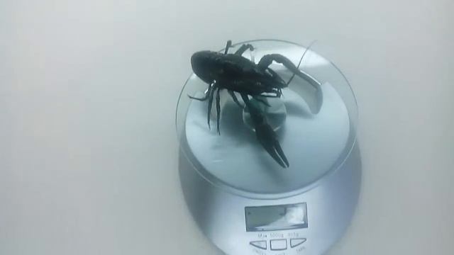 Раки 30-35 г. Раки с доставкой. Доставка раков в СПБ. смотреть онлайн