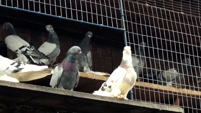 Голуби бойные. Минусинск смотреть онлайн