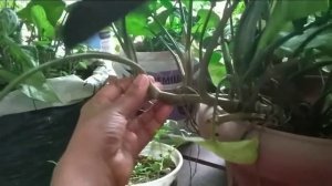 Grow syngonium as water plant , indoor plant and outdoor plant/ how to care syngonium