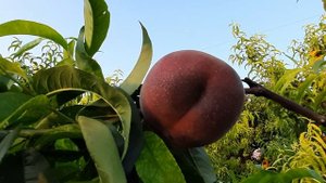 Персик Иван Тупицин Мелитопольская селекция