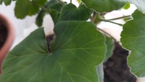 #отличиезональнойпеларгонии /  Как отличить зональную пеларгонию от королевской по листьям.