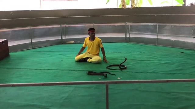 Шоу змей в Нячанге, Вьетнам смотреть онлайн