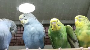 Parrots, ,попугаИ