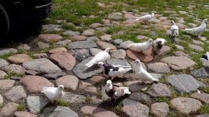 Бакинские голуби линий Телмана,Арифа,Тофика а мы их называем Таронскими. Валдаса+37068613895