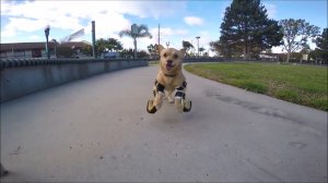 Собака-инвалид научилась бегать На протезах