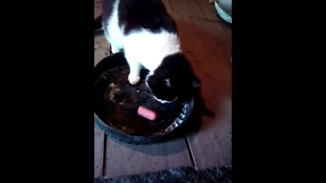 Котик Барсик 5