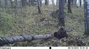 Заповедник "Кивач". Хозяин карельской тайги. 2019 г.